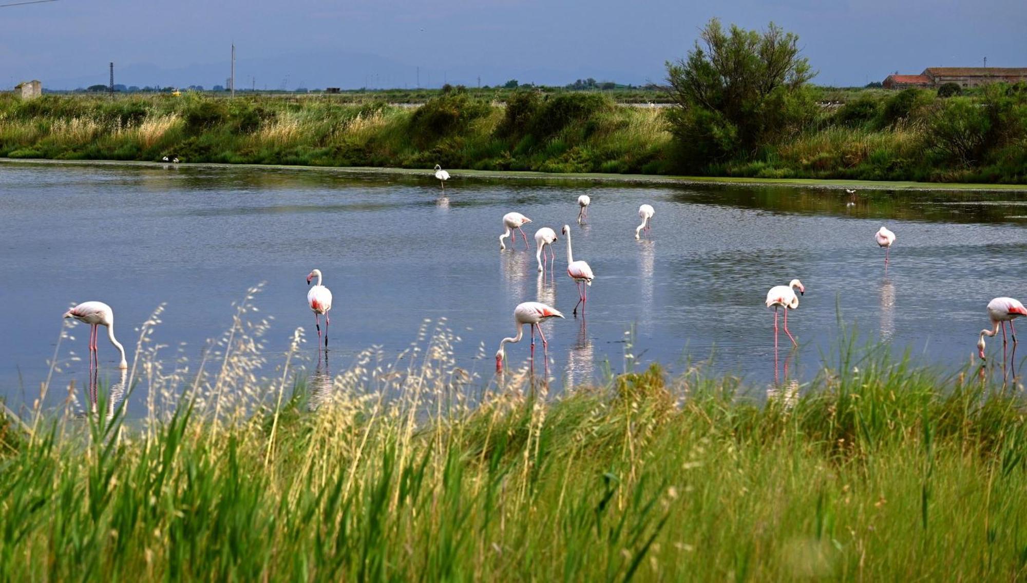 Appartamenti Nonna Rosa Taglio di Po Buitenkant foto